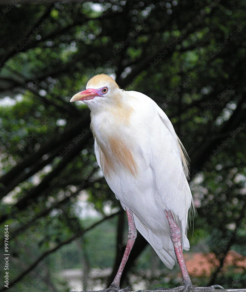 Bird Egret, latin name Bubulcus ibis. Bird Egret, latin name Bubulcus ibis.