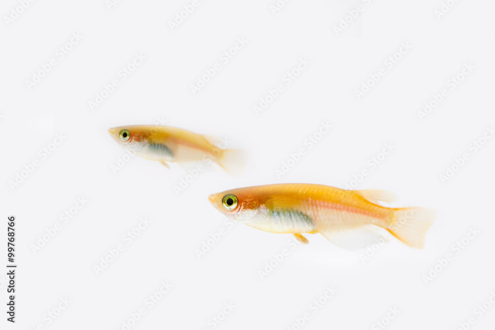 Obraz premium メダカ