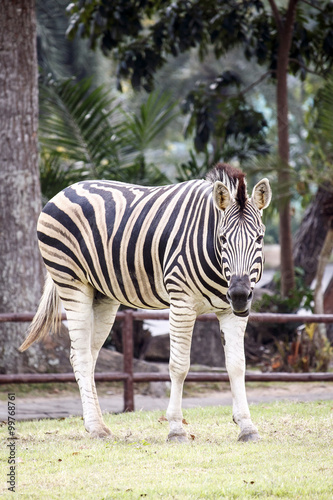 Zebra on grassland in Khao kheow Zoo