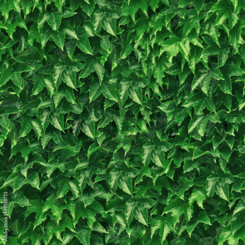 Seamless wall creeping ivy
