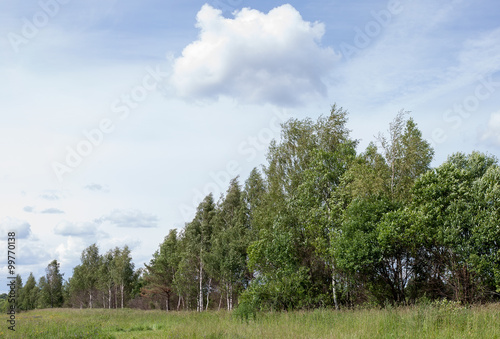 Summer landscape. Forest and field on a sunny day