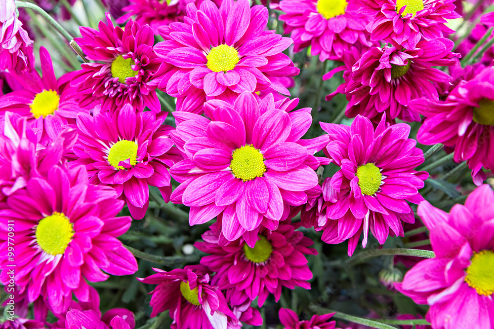 Close up of Magenta flowers