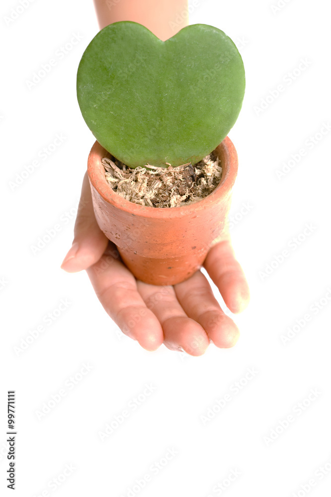 ハートのサボテンを持つ子供の手 Stock Photo Adobe Stock