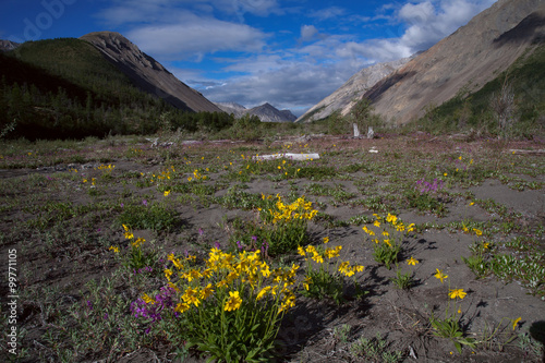 Yellow flowers in the valley of a mountain river. Omulevka River. Magadan Region. photo