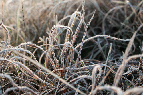 Frost on the grass early in the morning.