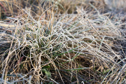 Frost on the grass early in the morning.