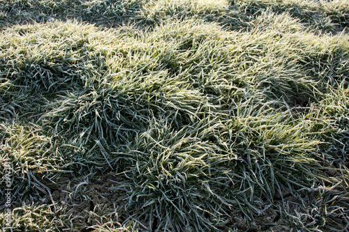 Frost on the grass early in the morning.
