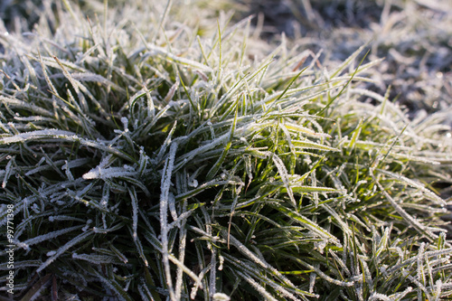 Frost on the grass early in the morning.