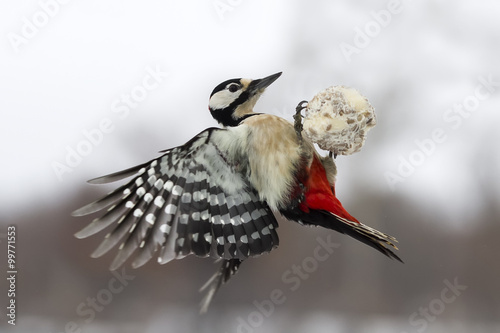 great spotted woodpecker flying with a ball of food photo