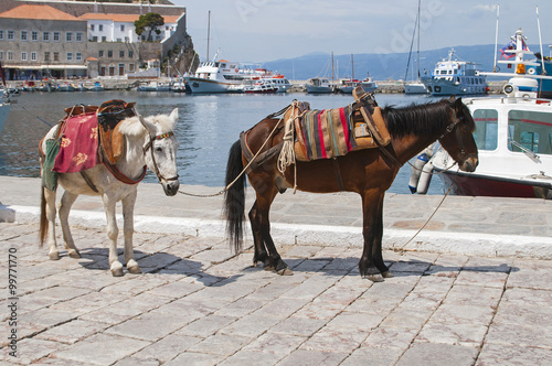 Transport by horses, mules and donkeys in Hydra, Greece