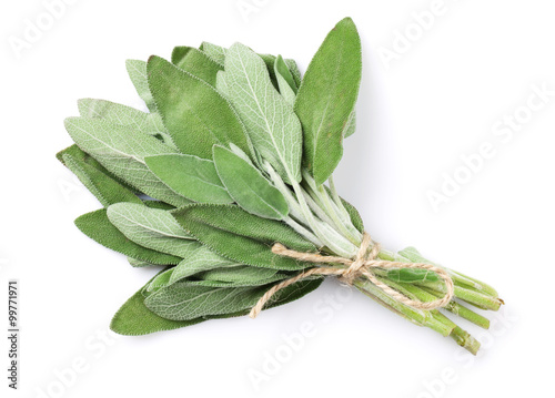 Bild auf Leinwand Fresh garden sage herb