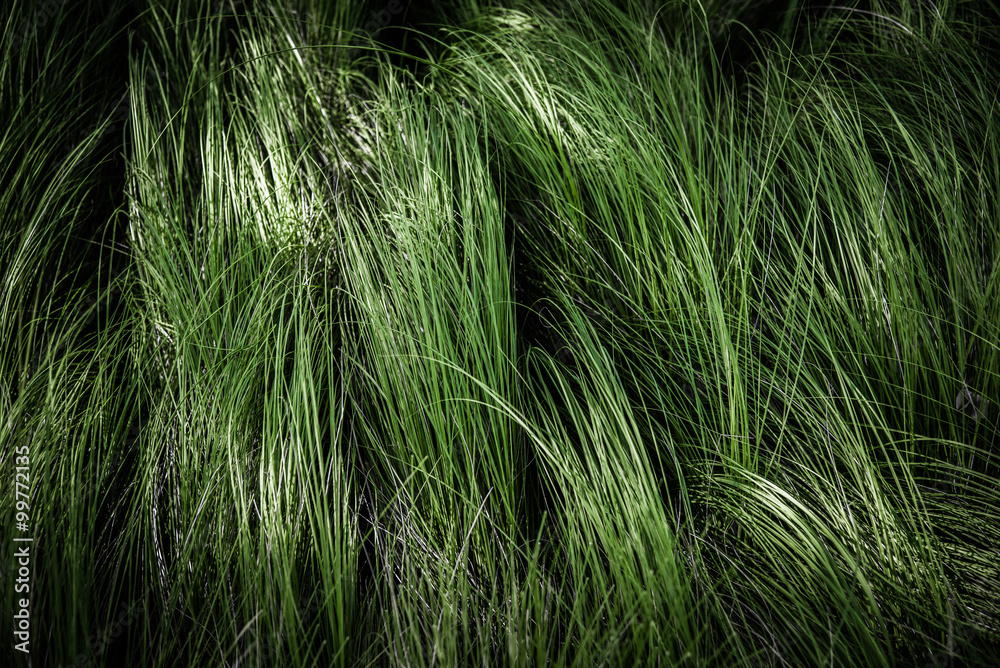 abstract of grass texture abstract of grass texture