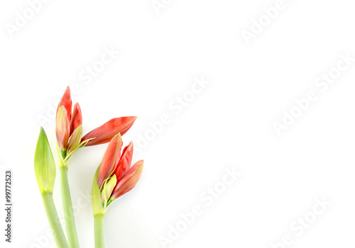Fototapeta Naklejka Na Ścianę i Meble -  Amaryllisknospen vor weißen Hintergrund