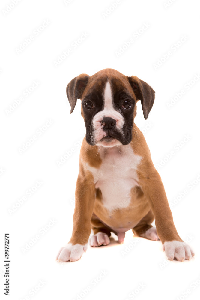 Beautiful boxer puppy