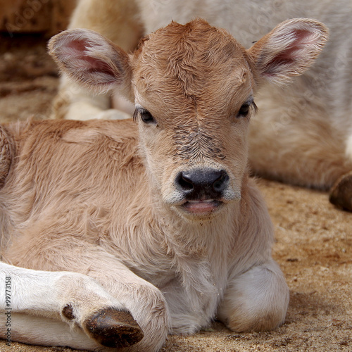 Small calf
