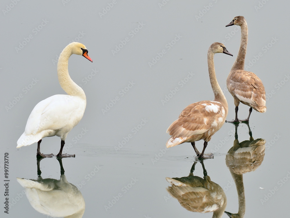 Obraz premium walking on the water surface