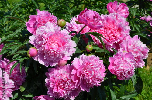 Blooming pink peony flowers 