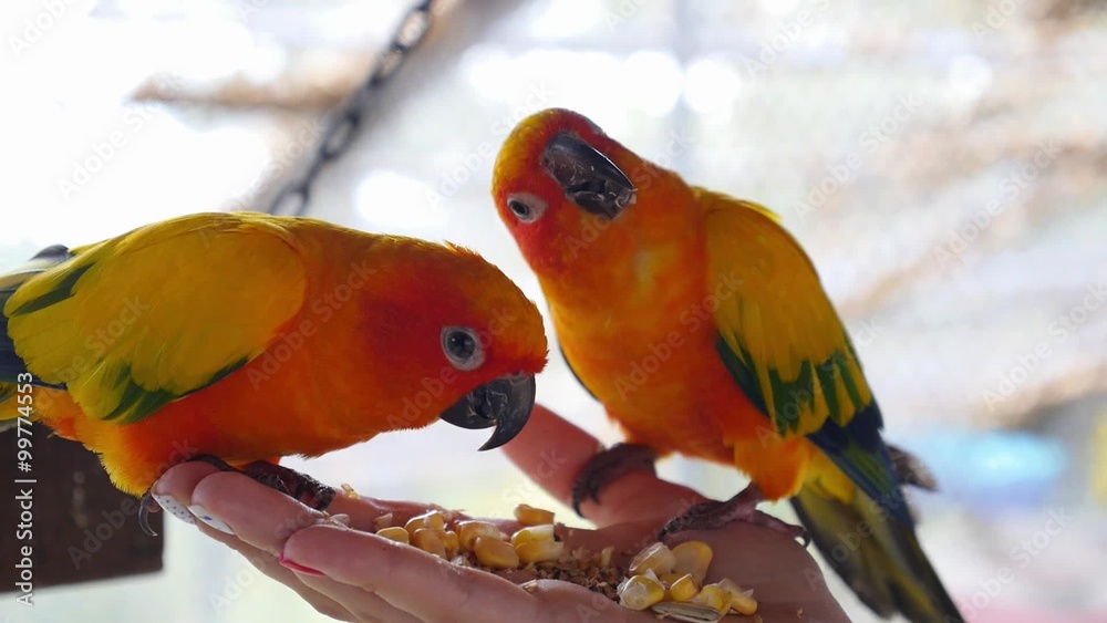 Hand Holding and Feeding Parrots - Animal Care Concept Hand Holding and Feeding Parrots - Animal Care Concept