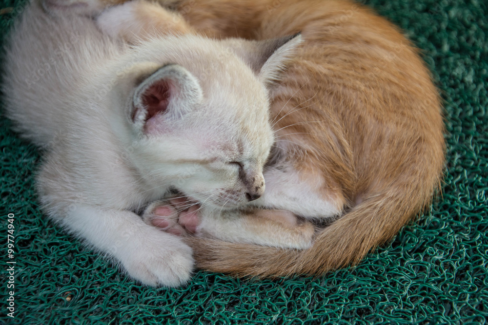 Cute little kitten sleeps on green carpet Cute little kitten sleeps on green carpet