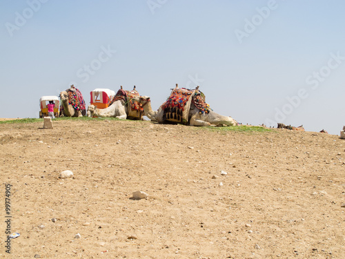 Camels resting in a desert in Egypt. Giza, Egypt.