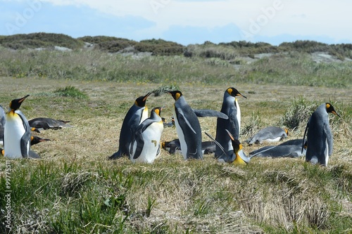 King penguins on the Bay of Inutil