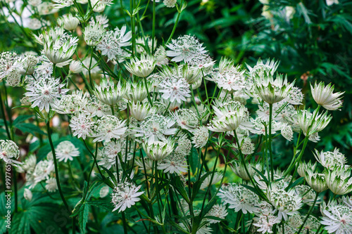 Fototapeta Naklejka Na Ścianę i Meble -  Astrantia flowers in a herbaceous border. 