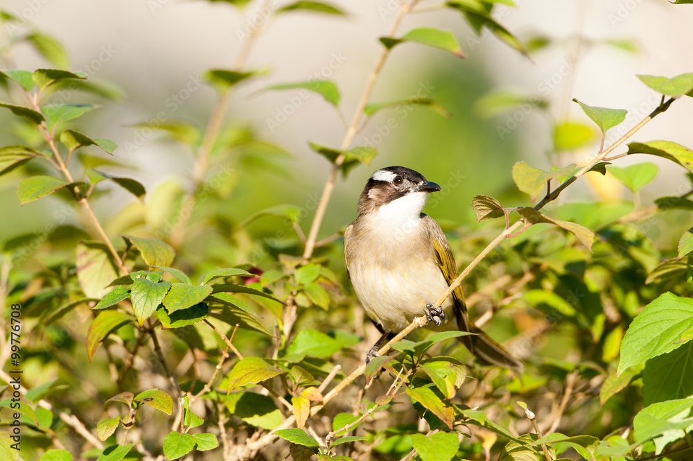 Fototapeta premium black-collared Starling bird (Sturnus nigricollis) standing on the branch