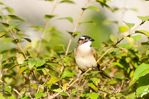 black-collared Starling bird (Sturnus nigricollis) standing on the branch 