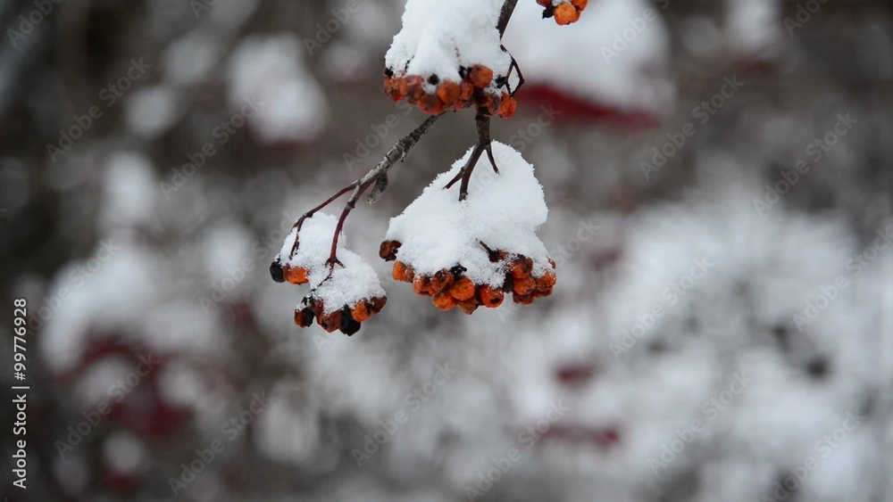 Rowan berries covered in snow at wintertime. Rowan berries covered in snow at wintertime.