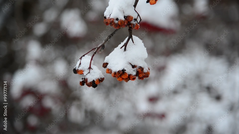 Rowan berries covered in snow at wintertime. Rowan berries covered in snow at wintertime.