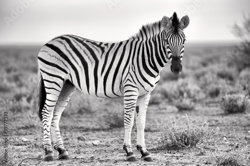 beautiful zebra at etosha