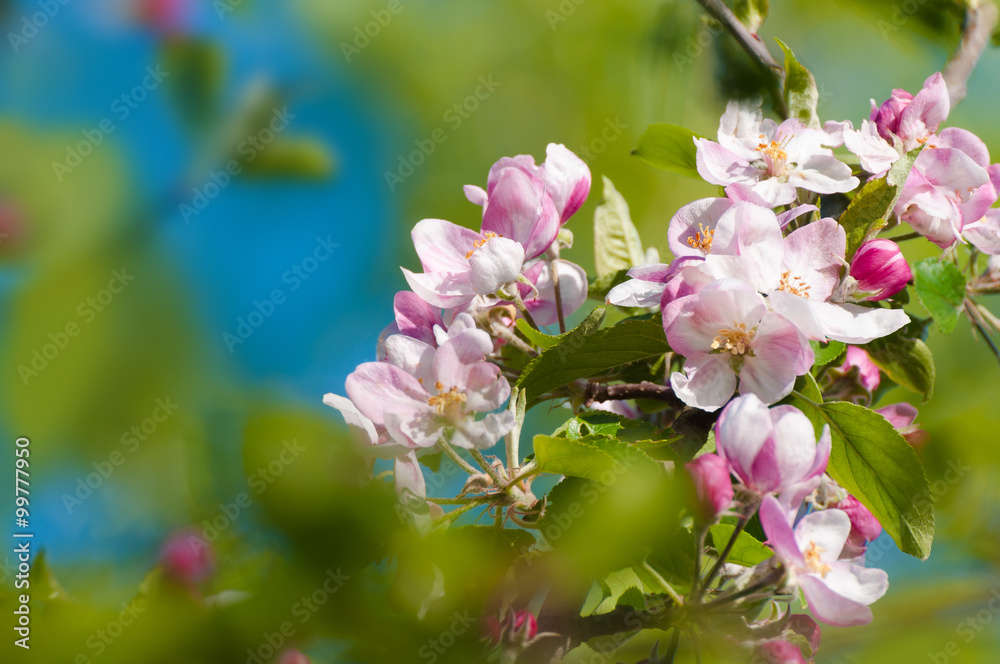 Endlich Frühling! Obstbaumblüte an sonnigem Apriltag, Frühlingsgrüße, Sonnentag im April