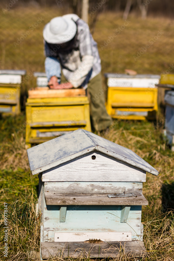 Beekeeper workind on beehvies Beekeeper workind on beehvies