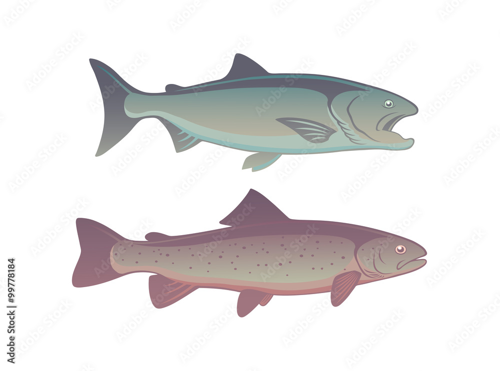 Fototapeta premium fish salmon