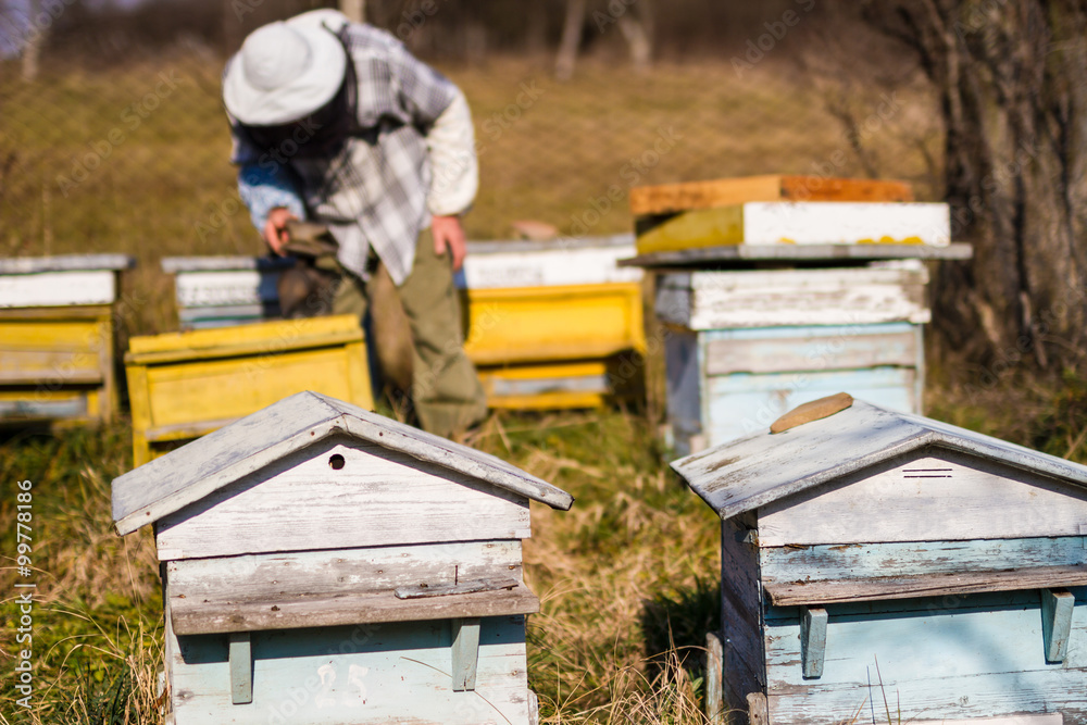 Beekeeper workind on beehvies