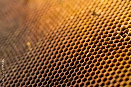 Honeycomb cells closeup from beehive