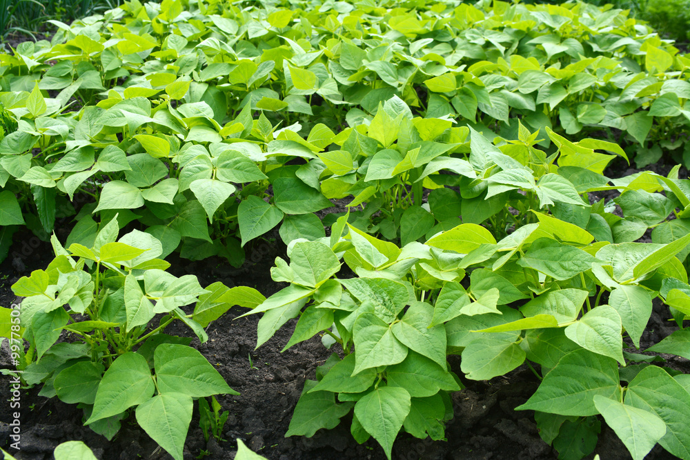 Green beans seedlings in the vegetable garden Green beans seedlings in the vegetable garden