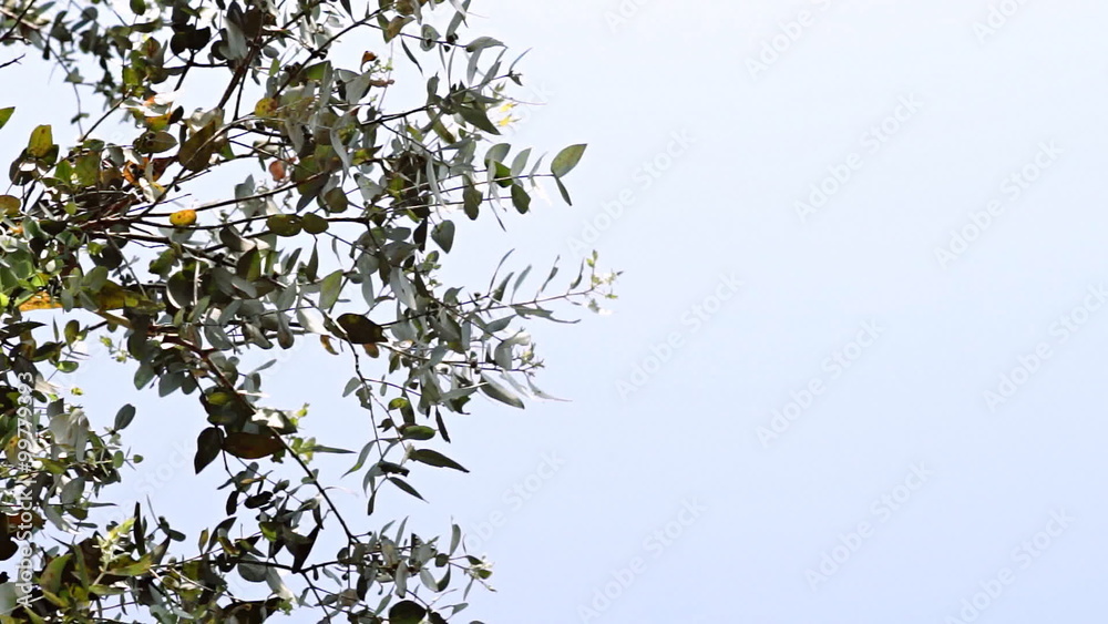 Upwards view of leaves on tree gently waving in the wind with bright blue sky Upwards view of leaves on tree gently waving in the wind with bright blue sky