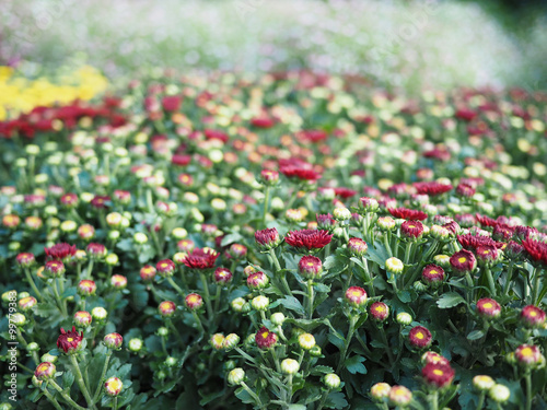 Flowers in the garden for background