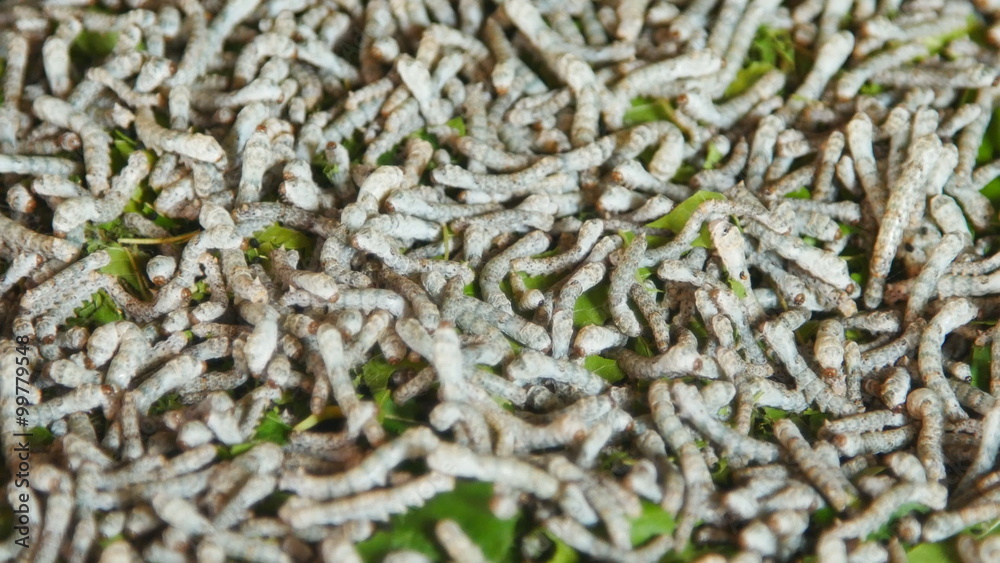4k silkworms with mulberry leaves on the woven basket 4k silkworms with mulberry leaves on the woven basket
