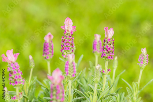 Lavendel Duft Sommerzeit