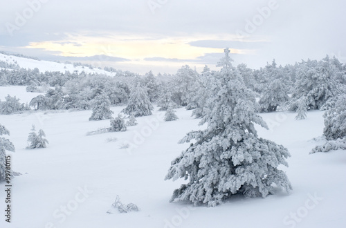 Snow covered tree © joyt