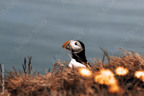 Puffin