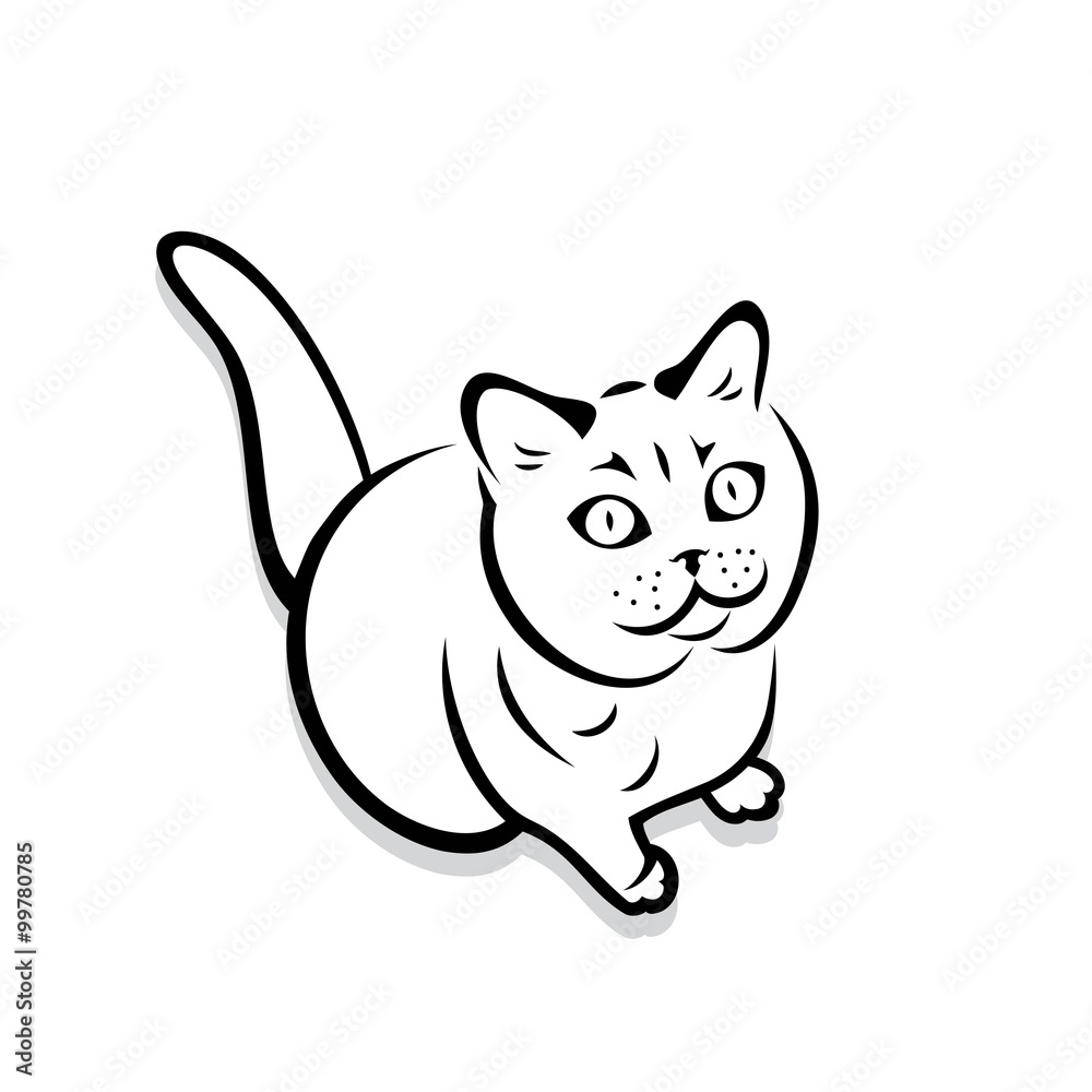 Obraz premium British shorthair cat 