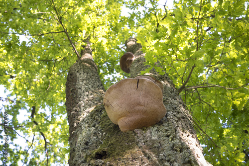 tree mushroom up