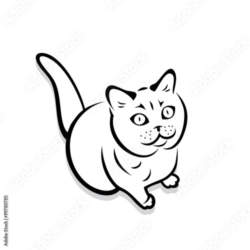 British shorthair cat 