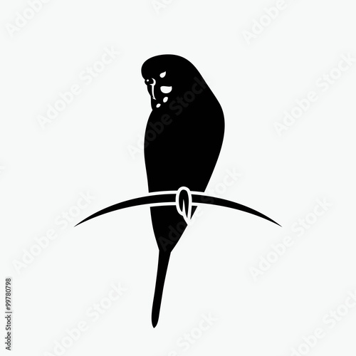 Budgerigar parrot