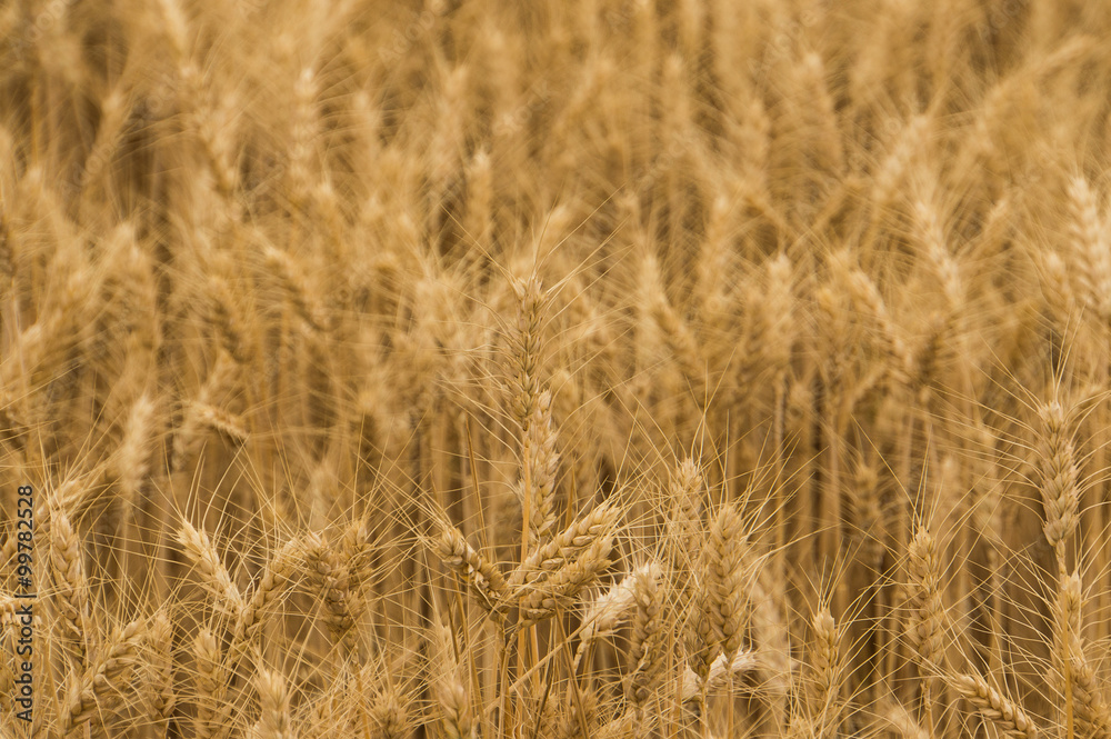 Fototapeta premium Wheat field ready to harvest