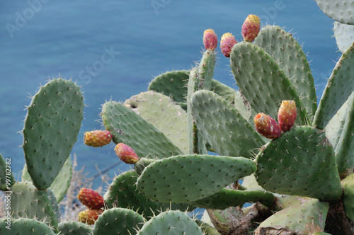 Opuntia ficus-indica, in Nafplion Greece