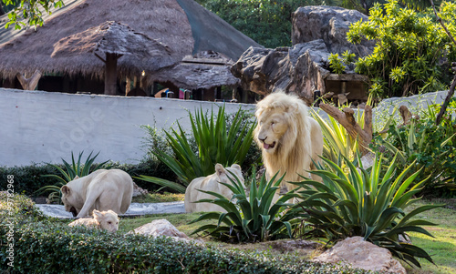 The lion in zoo